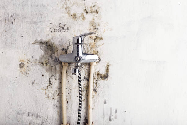 Best Fast Mold Removal  in Hokes Bluff, AL