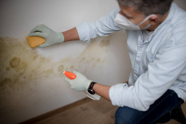 Office Mold Removal Services in Hokes Bluff, AL