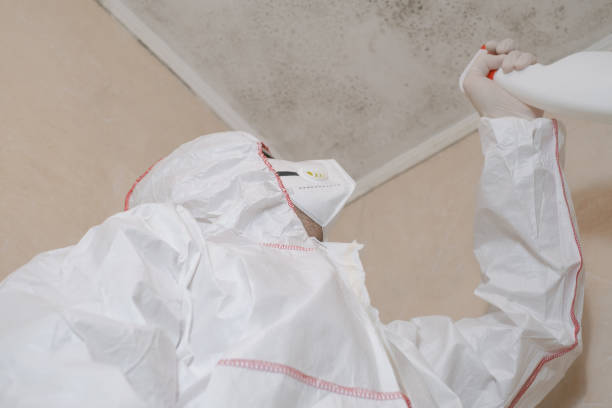 Best Certified Mold Removal  in Hokes Bluff, AL