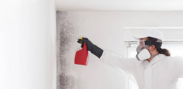 Best Attic Mold Removal  in Hokes Bluff, AL