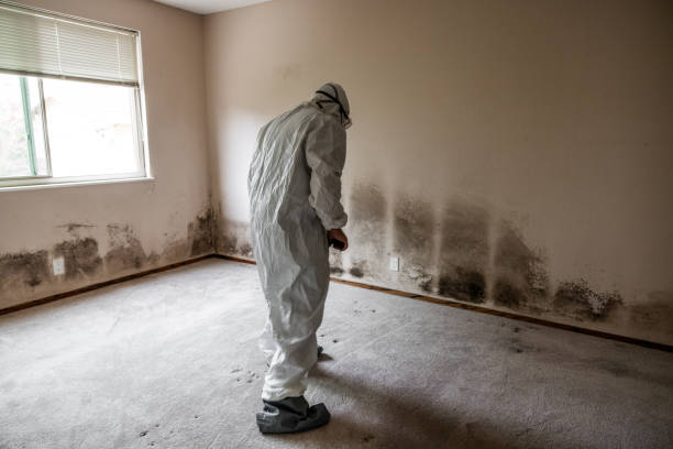 Certified Mold Removal in Hokes Bluff, AL